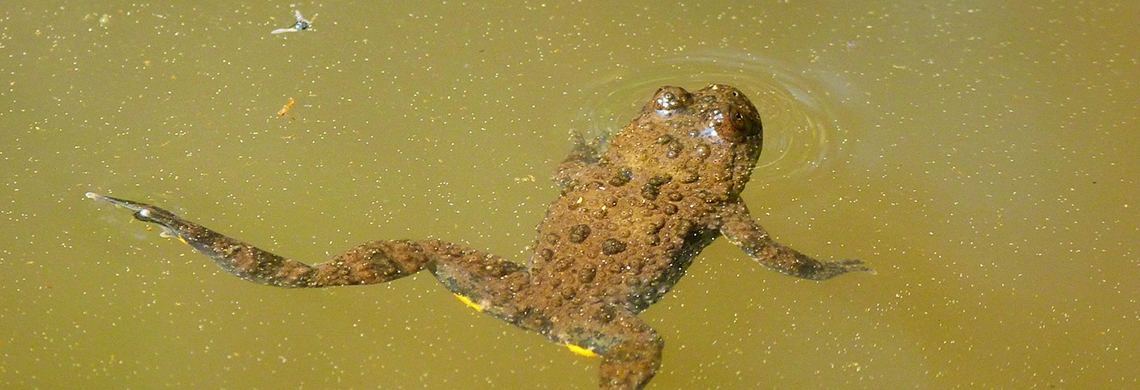 Gelbbauchunke im Wasser